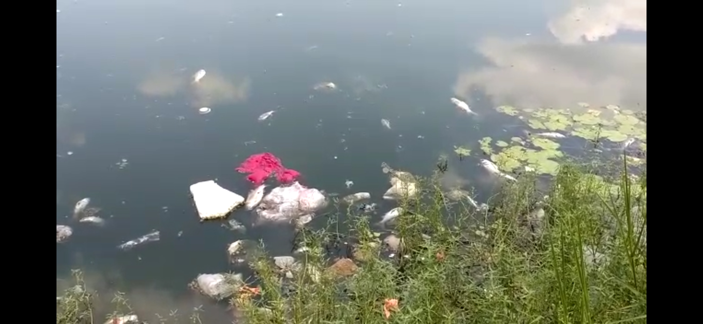 hundreds of fish dying in the dirt accumulated in the jena pond of ambikapur