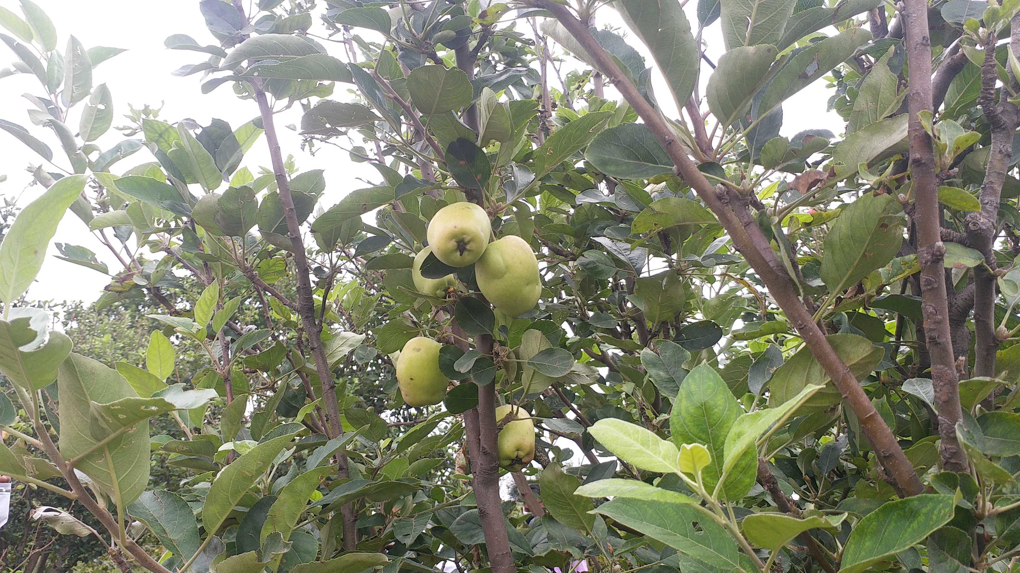 Apple farming in Mainpat