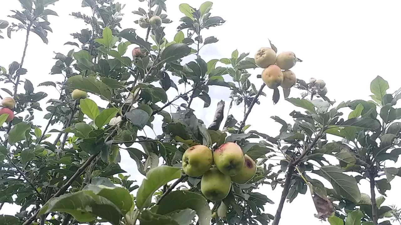 Apple farming in Mainpat