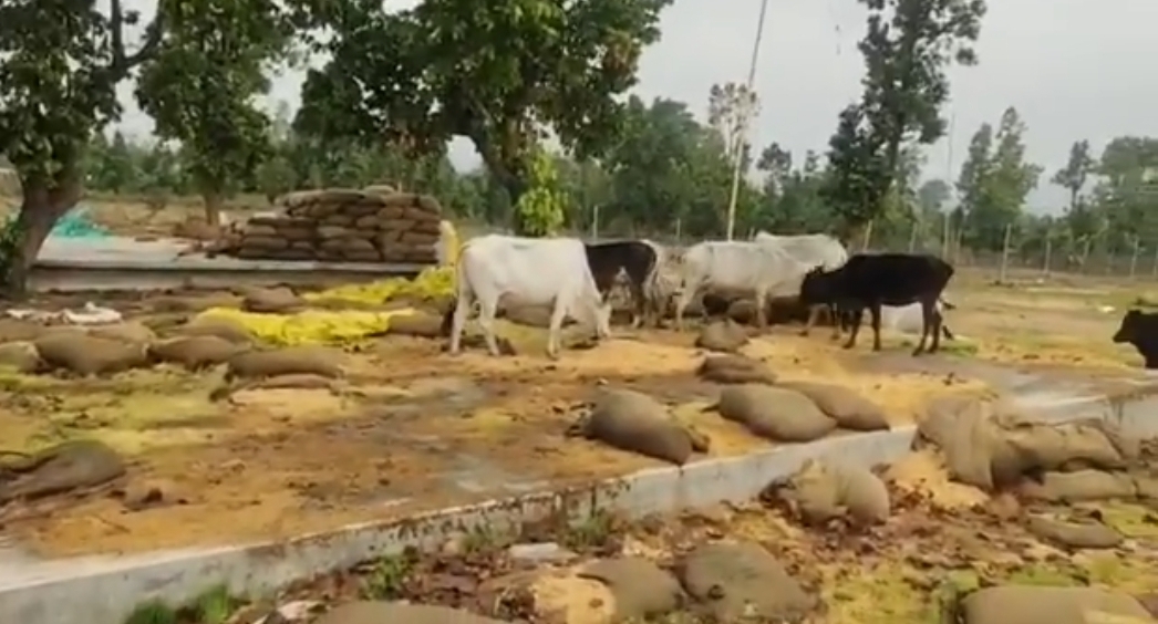 Cattle are eating paddy at the Paddy Procurement Center of balrampur