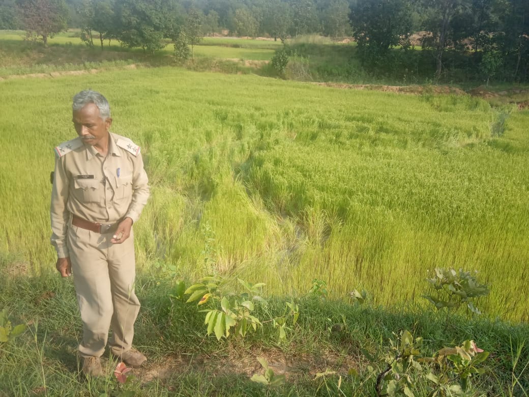 7 elephants destroyed the crop of farmers in Surajpur