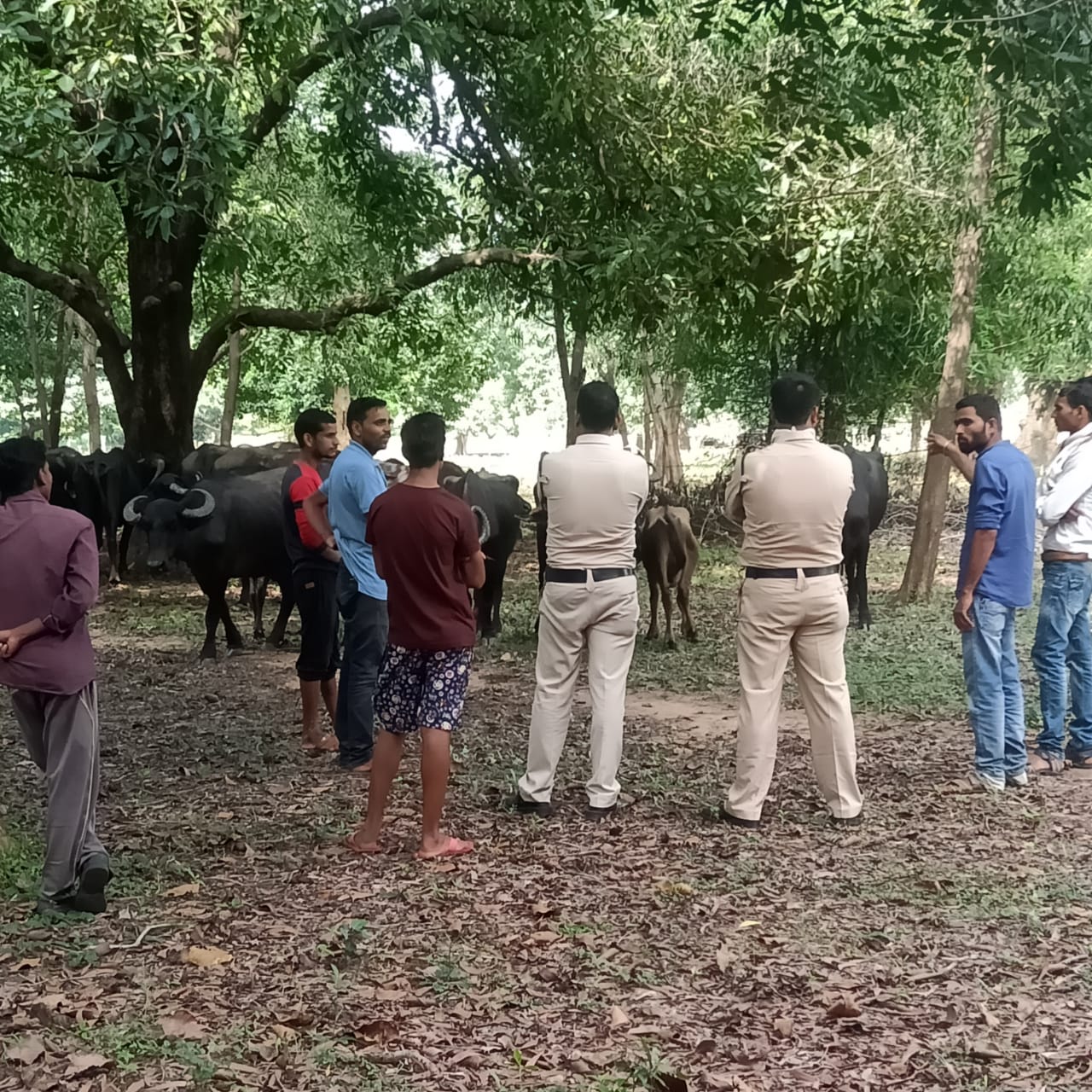 Cattle smugglers in Chhattisgarh