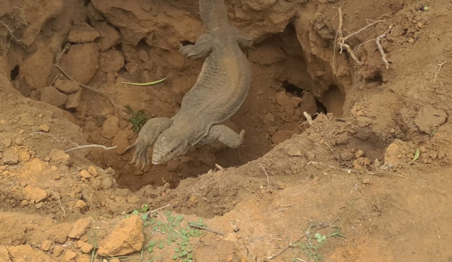 Monitor lizard rescued