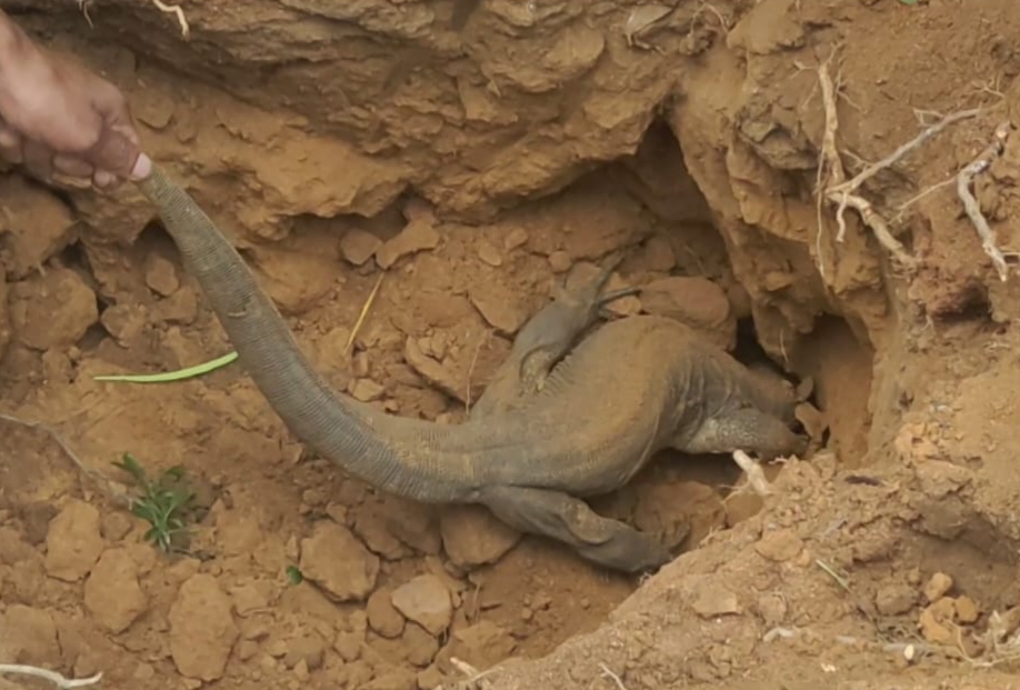 Monitor lizard rescued