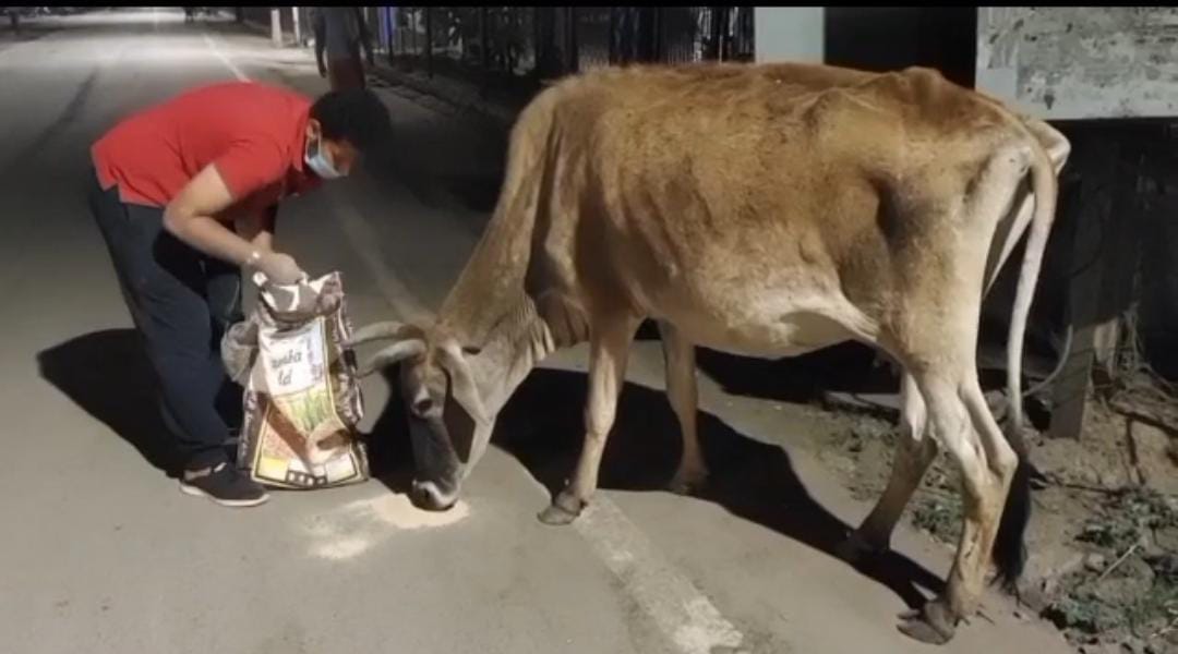 The youth team is taking care of the cattle