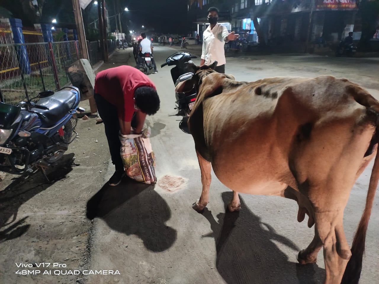 The youth team is taking care of the cattle