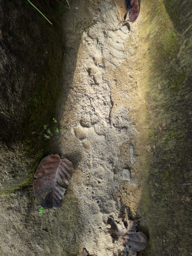 leopard in ramgarh forest in surguja