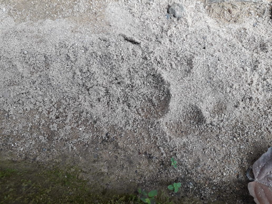 leopard in ramgarh forest in surguja