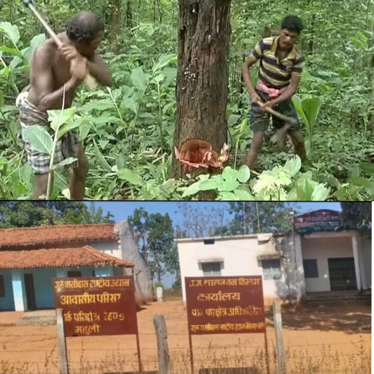 felling-trees-in-lock-down-at-surajpur