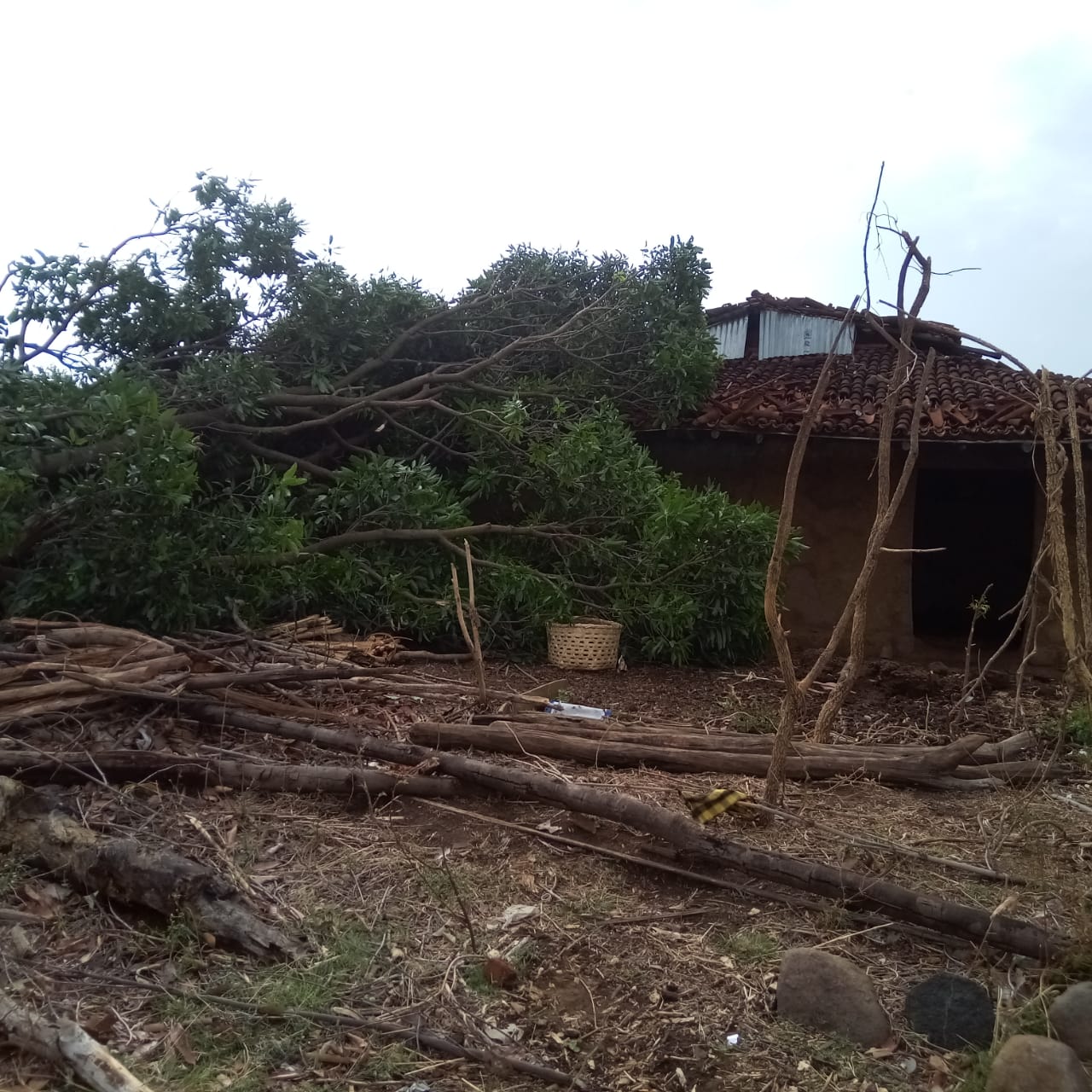 Mango tree fell at home due to storm in surajpur