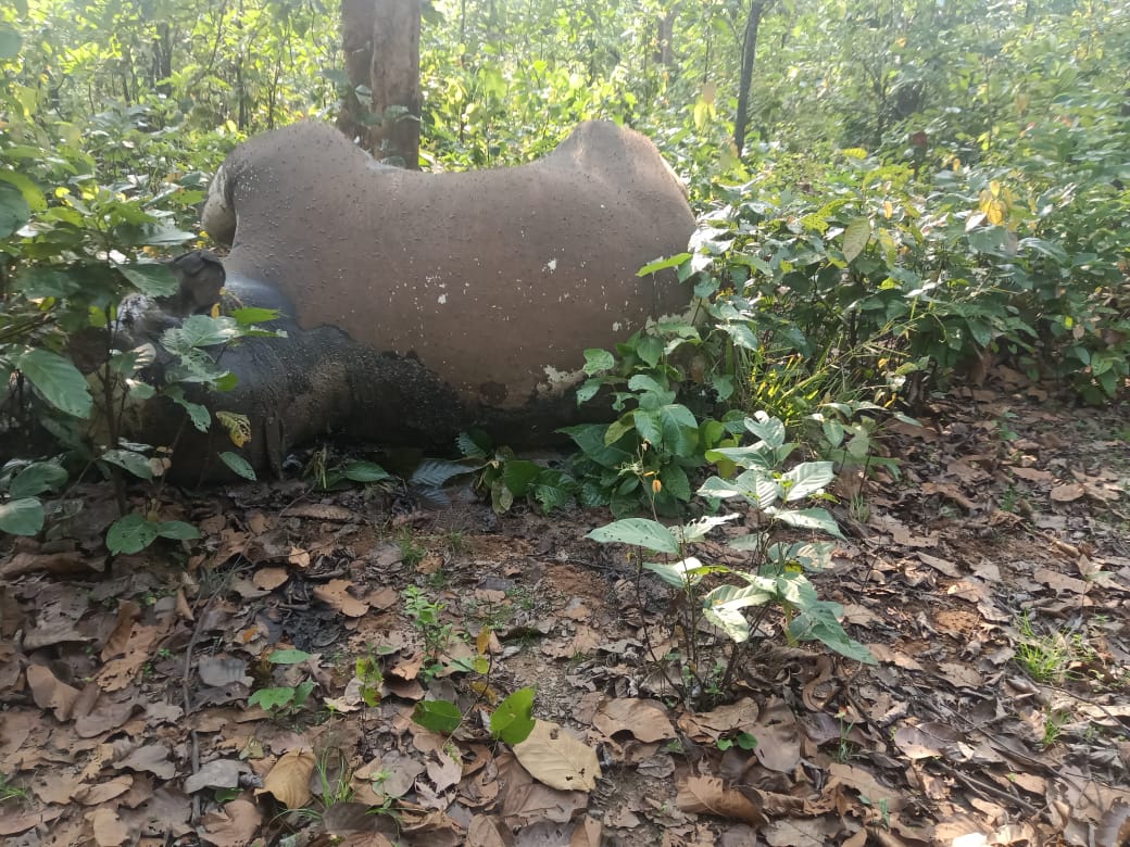 chhattisgarh-another-wild-elephant-found-dead-in-surguja