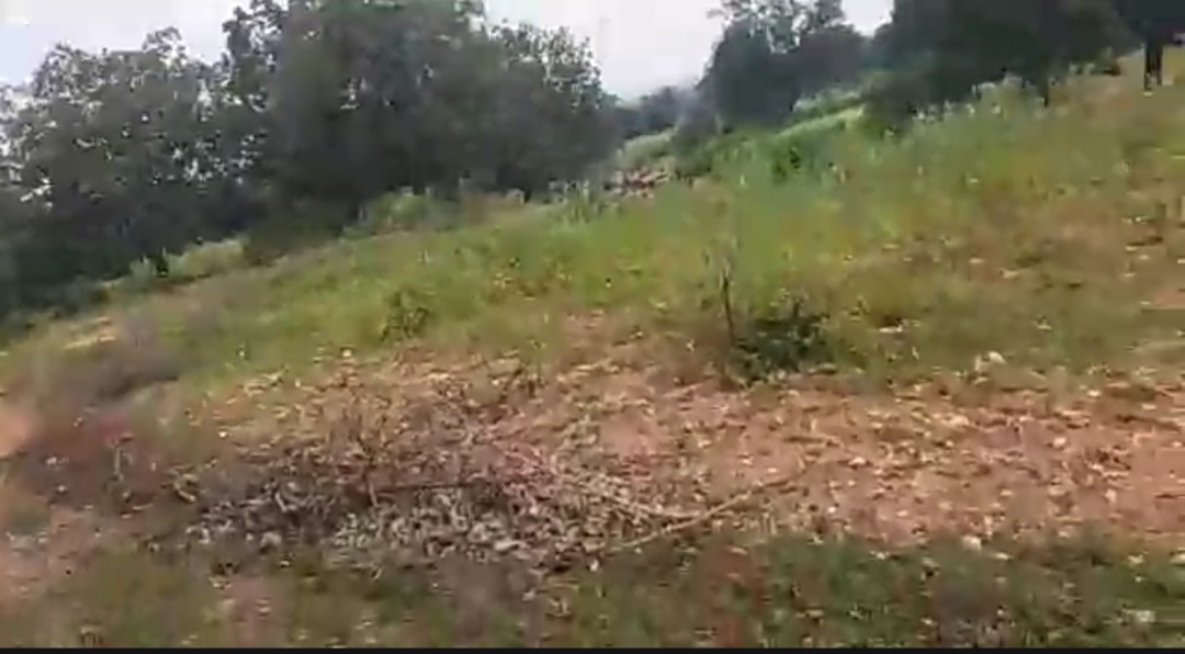 Sesame farming by encroaching in the forest of surajpur