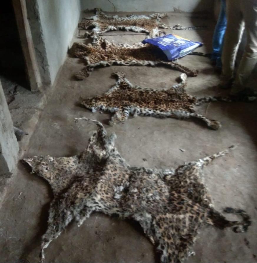 7 smugglers arrested with 4 leopard skin in dantewada