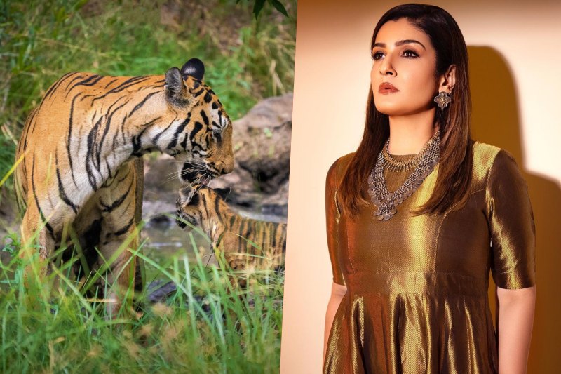 Raveena Tandon reacts after probe launched over her viral tiger video