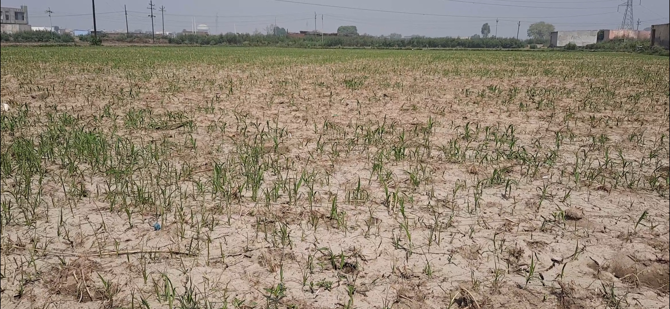 farmers says during lockdown sell counterfeit seed in ghaziabad