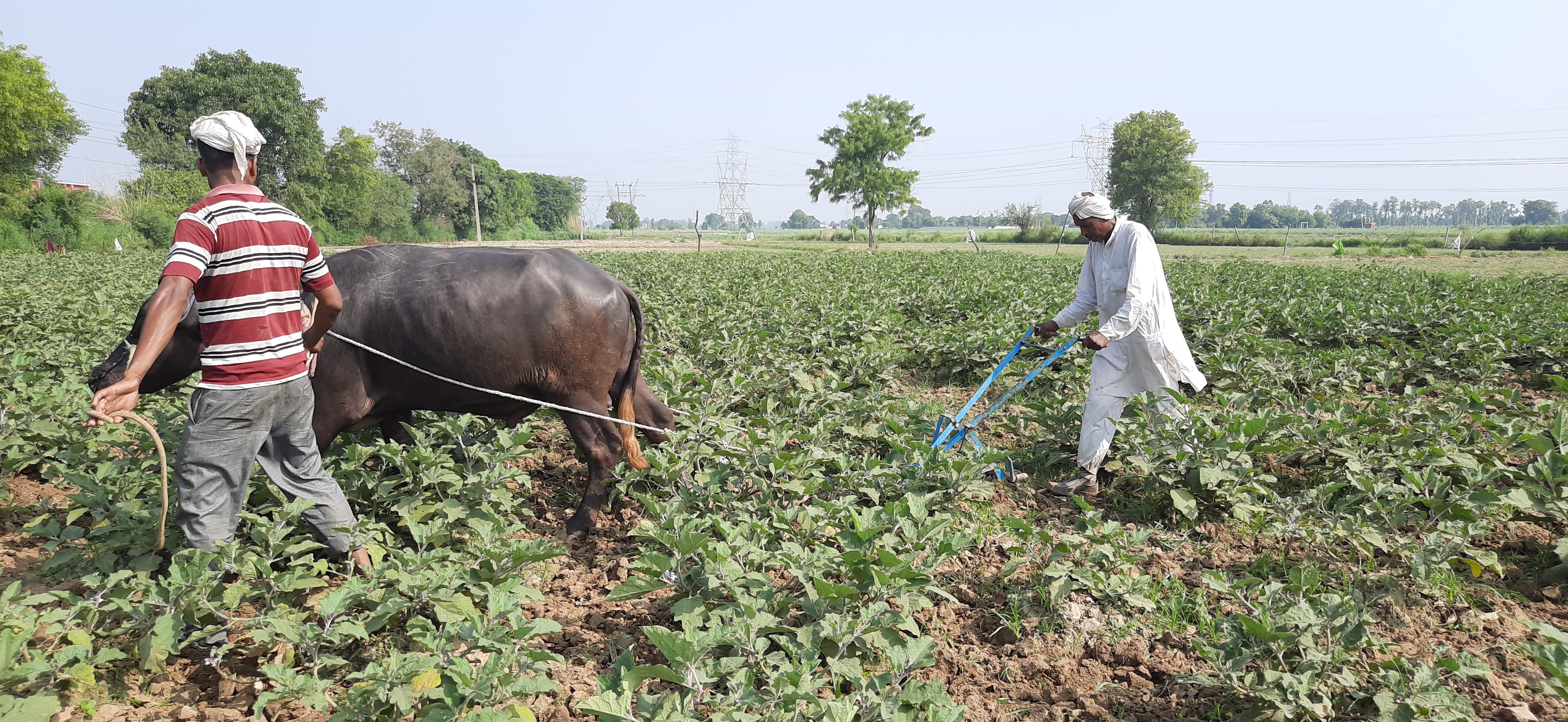 Farmers forced to plow field with oxen in modern era due to rising price of petrol and diesel