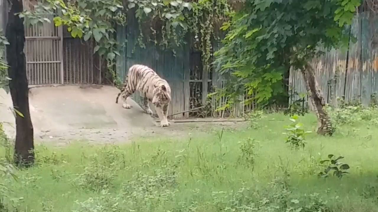 Lion sample sent for testing