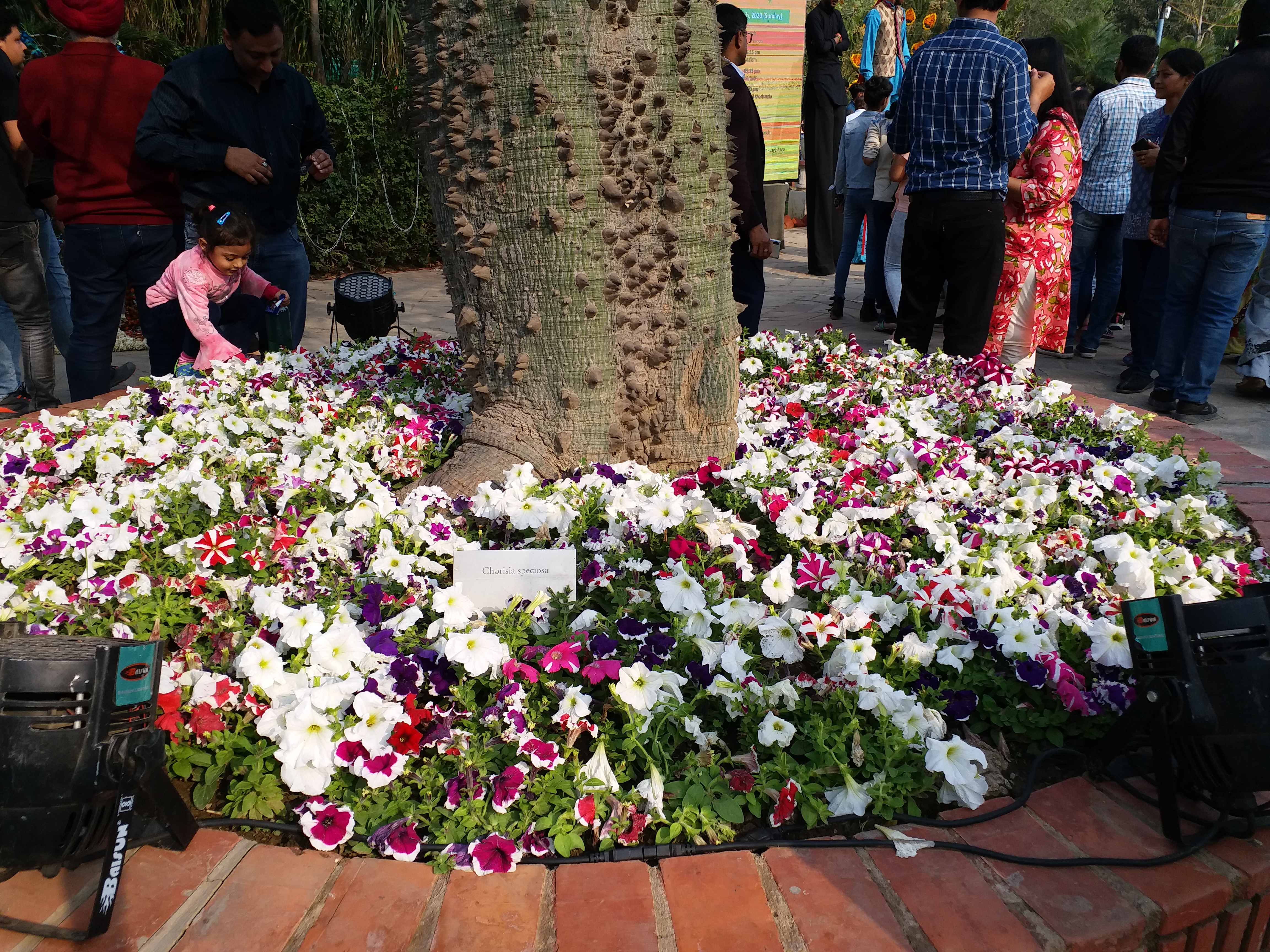 Flower exhibition organized at Delhi's Garden of Five Senses