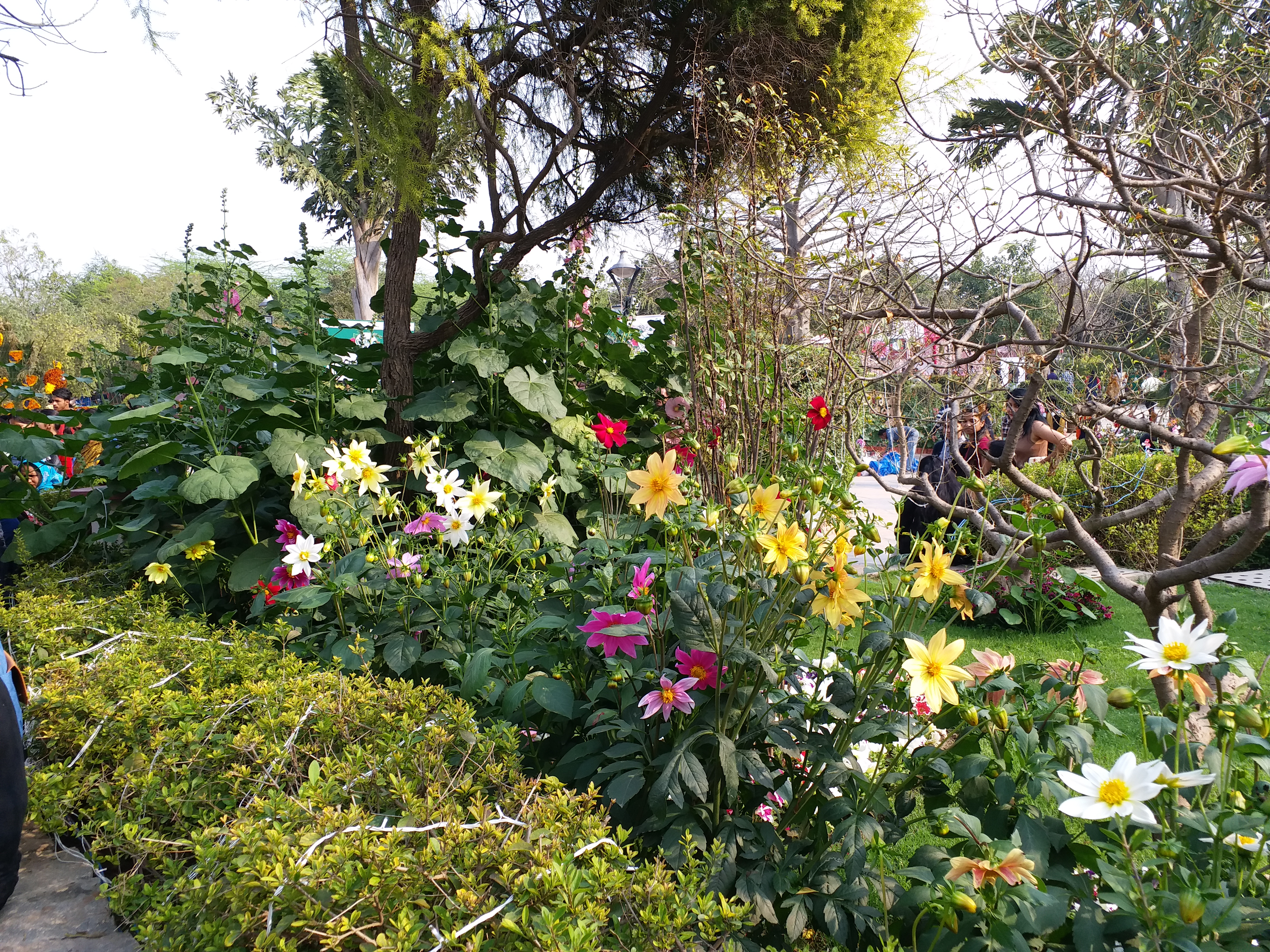 Flower exhibition organized at Delhi's Garden of Five Senses