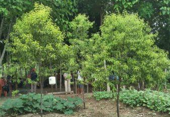 sandalwood saplings in parks