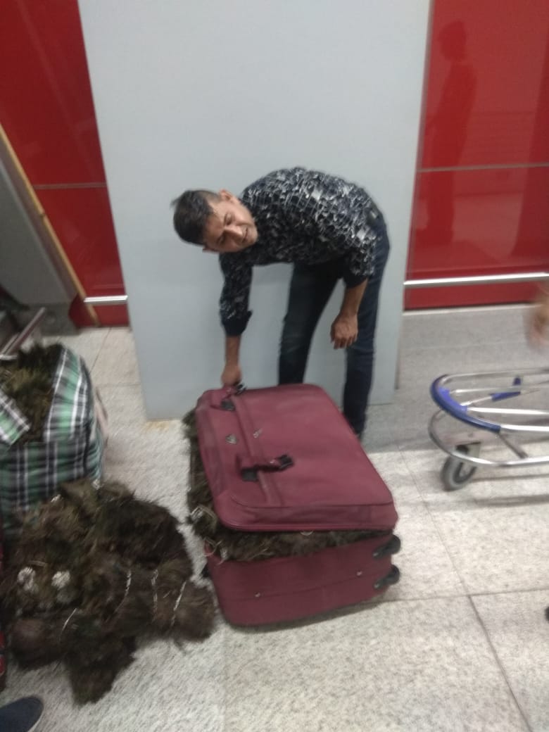 Man held with 49 kg peacock feather at IGI Airport