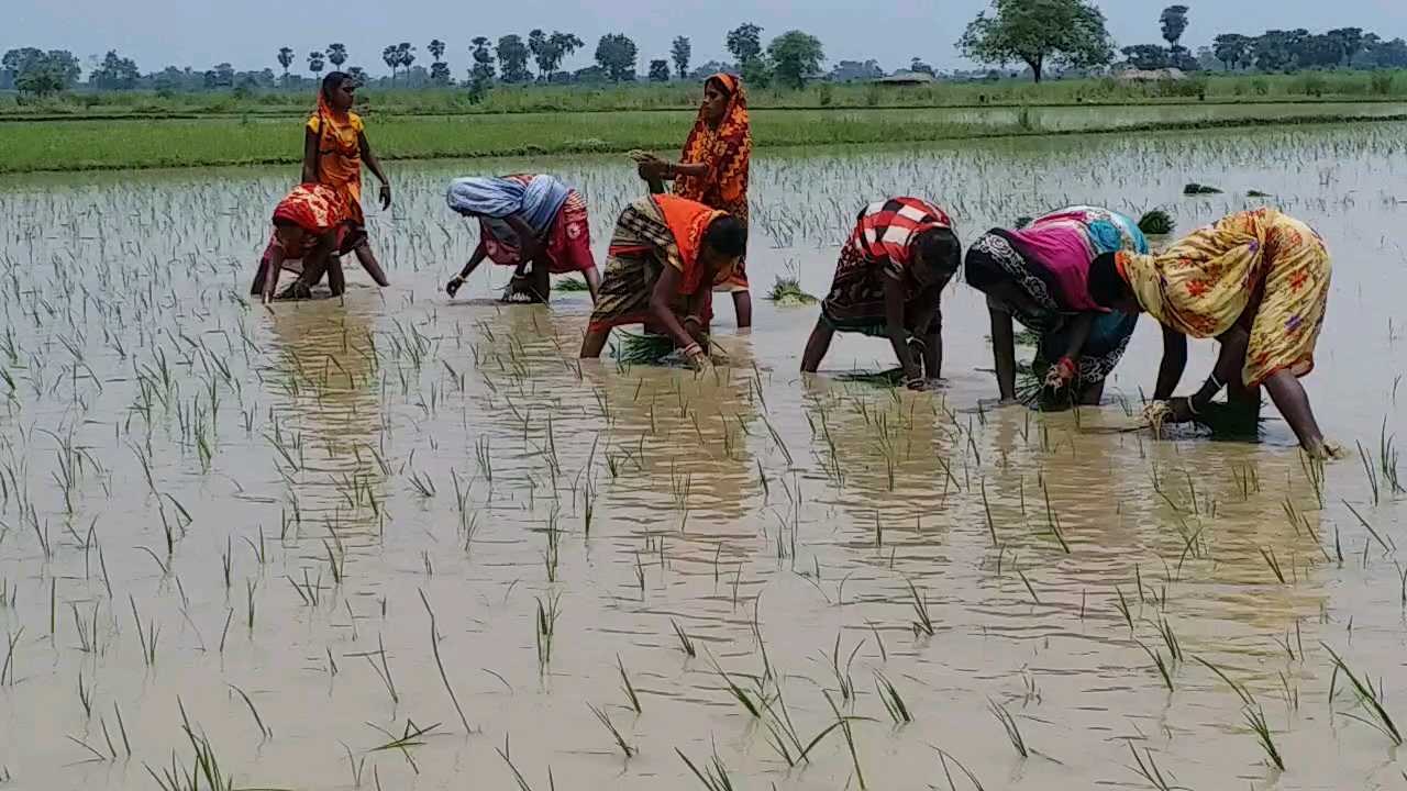 धान की रोपनी करती हुई महिलाएं.