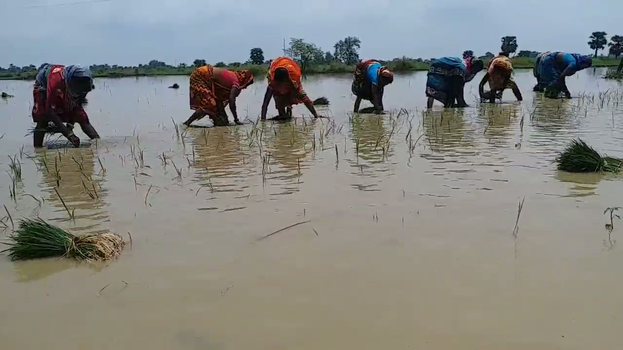 धान की रोपनी करती हुई महिलाएं.