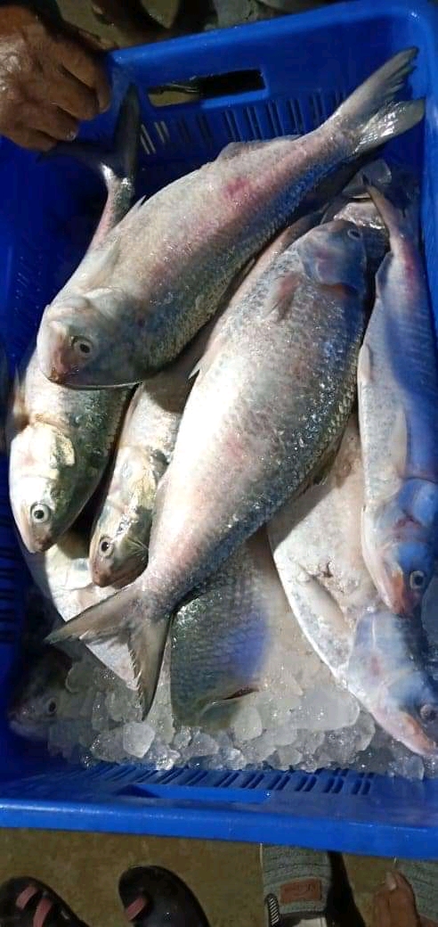 Digha ilish