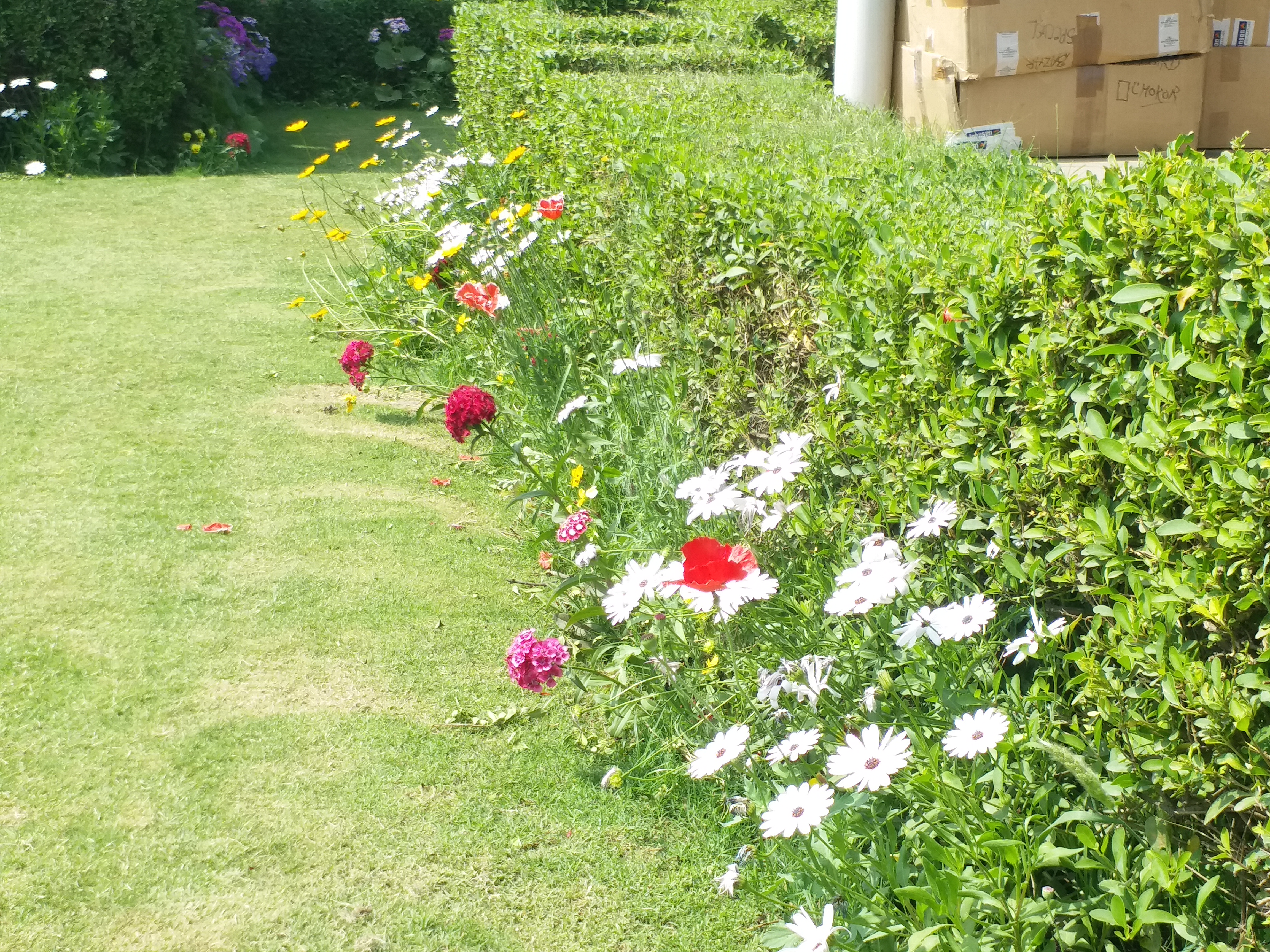 Colorful flowers and vertical gardens are enhancing the beauty