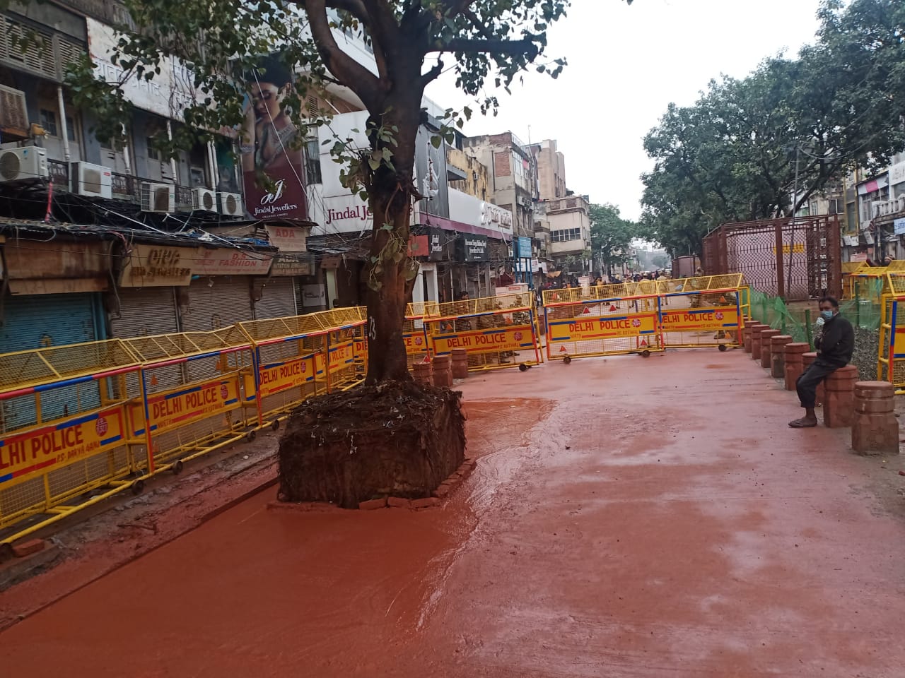 The peepal tree that has been cut down