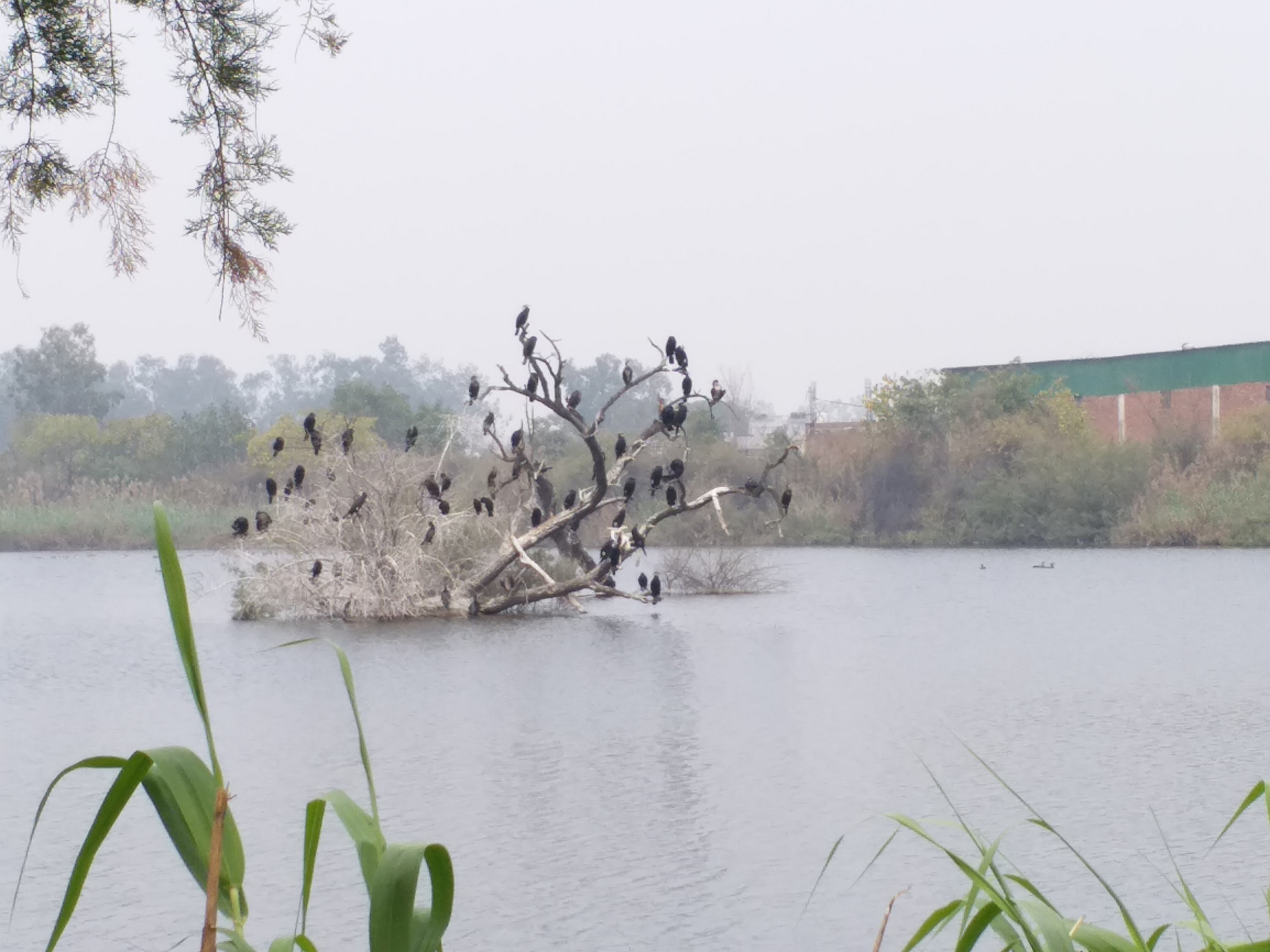 counting-of-birds-begins-in-all-seven-bio-diversity-parks-in-delhi