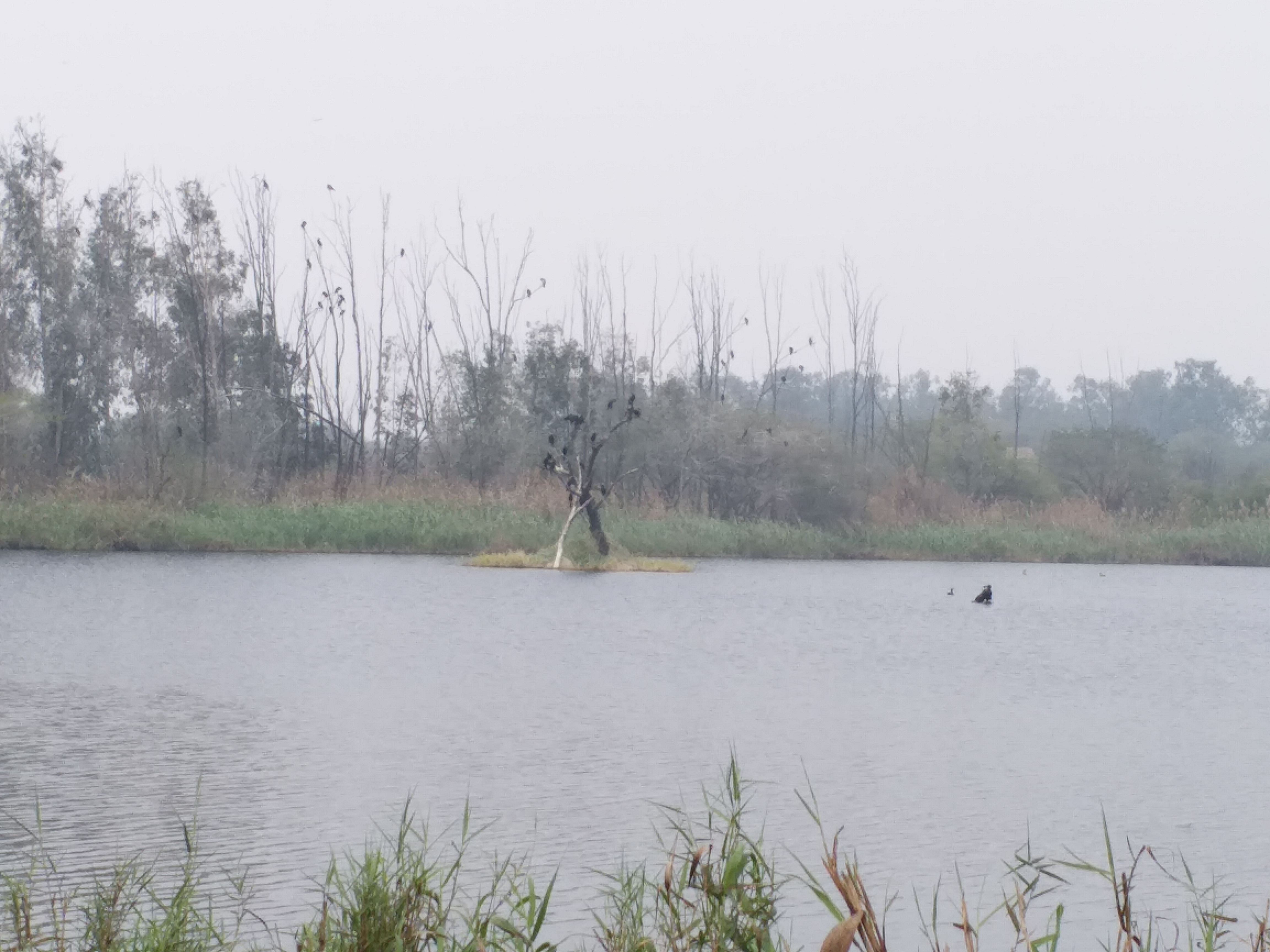 counting-of-birds-begins-in-all-seven-bio-diversity-parks-in-delhi