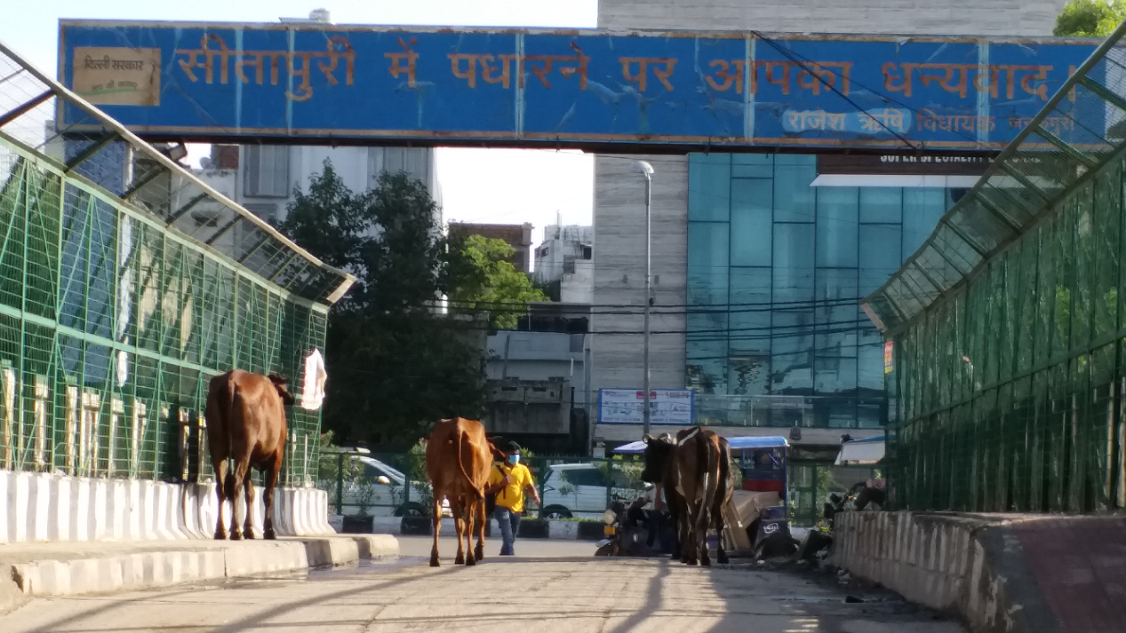 Stray animals roam the streets in Sitapuri Colony of west delhi