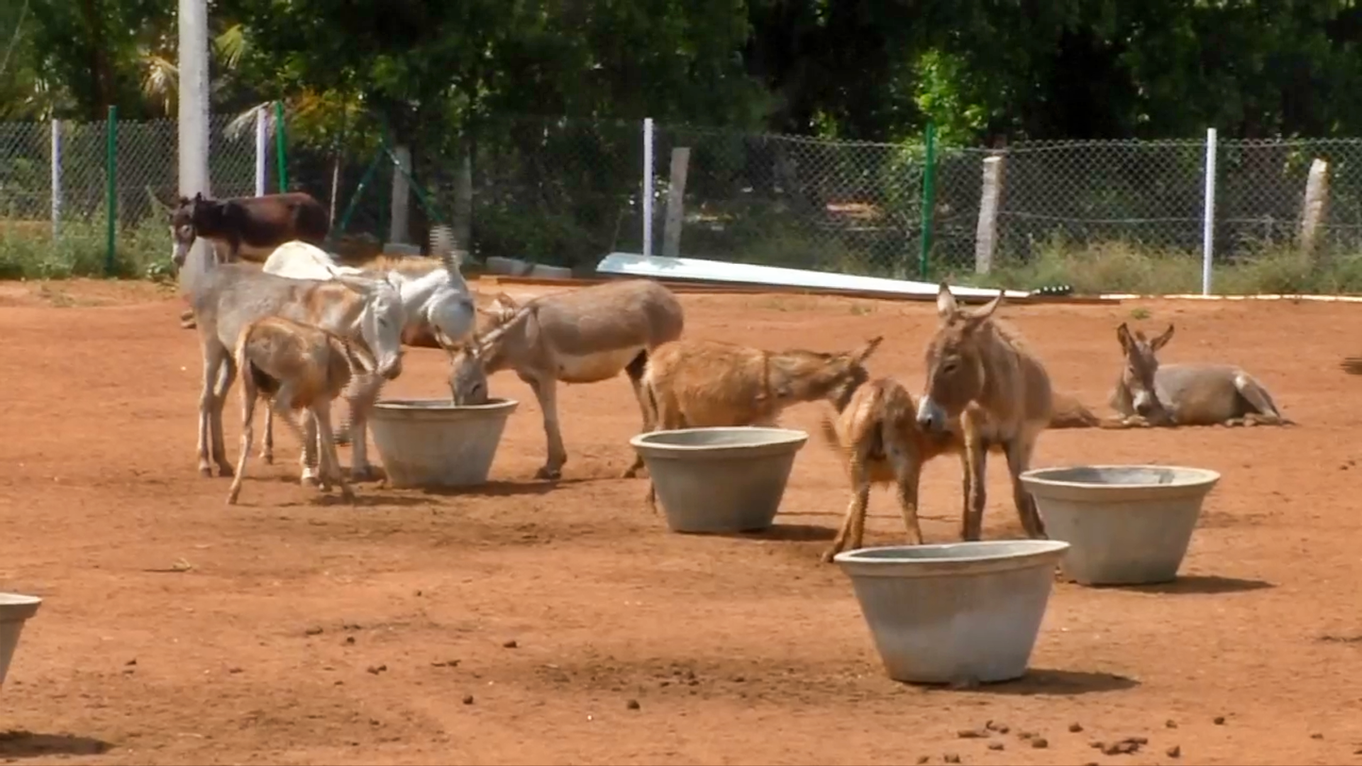 For the first time in Tamil Nadu a donkey farm has been started by graduate youth in Tirunelveli