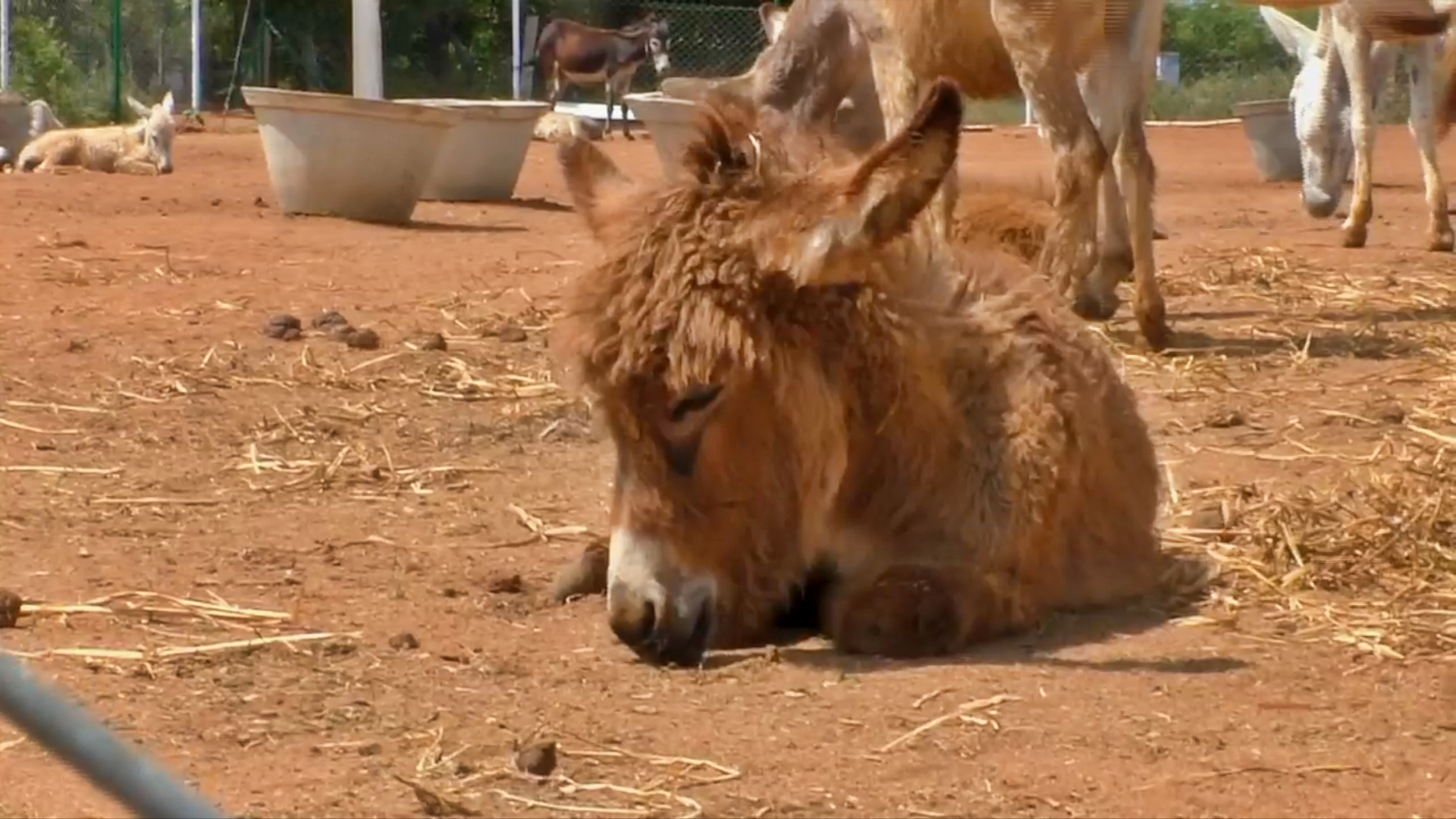 First Donkey Farm in Tamil Nadu, Rs 7,000 per liter milk