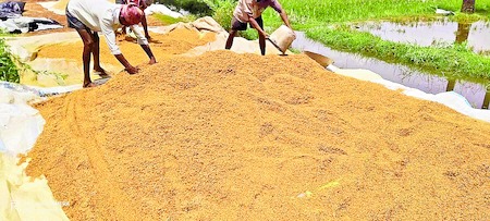 heavy crop loss in east godavari district