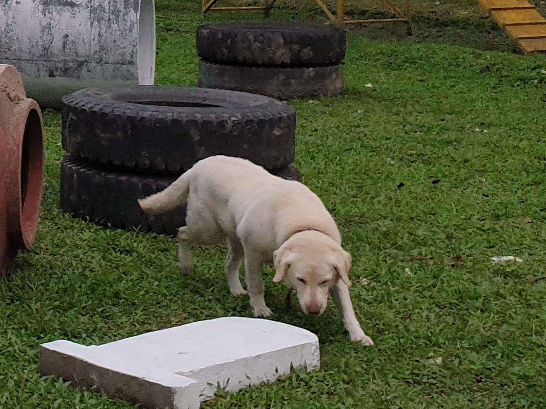 ভাৰতীয় সেনাৰ শেষ বিদায় 9 বছৰীয়া 