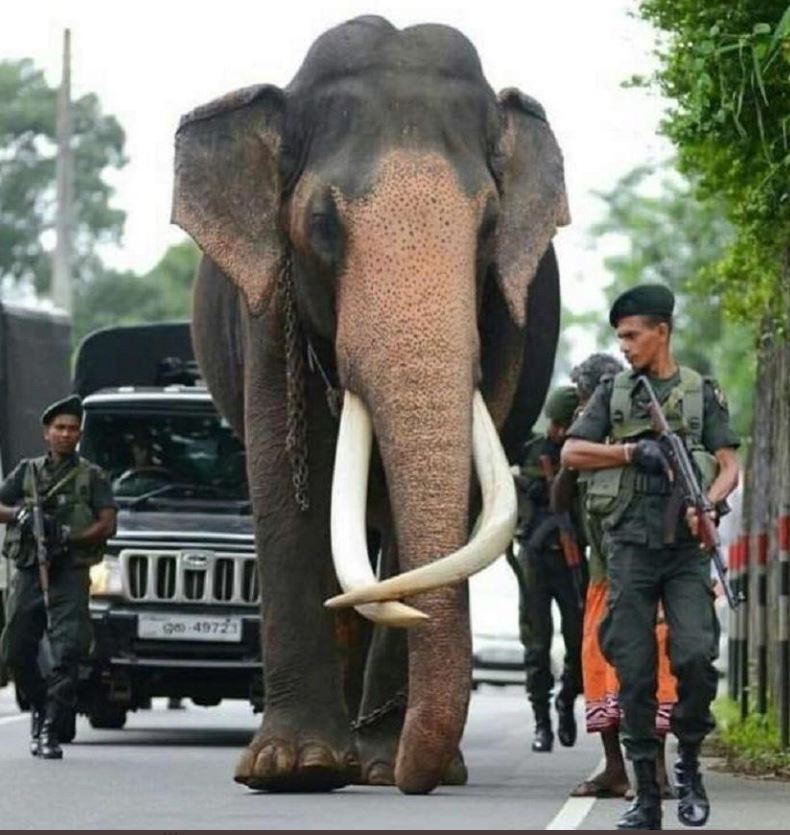 Sri Lanka mourns death of celebrated Indian elephant  Indian elephant body to be kept as national treasure  നടുങ്ങാമുവ രാജയുടെ മരണം  ദുഖം രേഖപ്പെടുത്തി ശ്രീലങ്കന്‍ സര്‍ക്കാര്‍  ആനയെ ദേശീയനിധിയായി നാമകരണം ചെയ്യുകയും