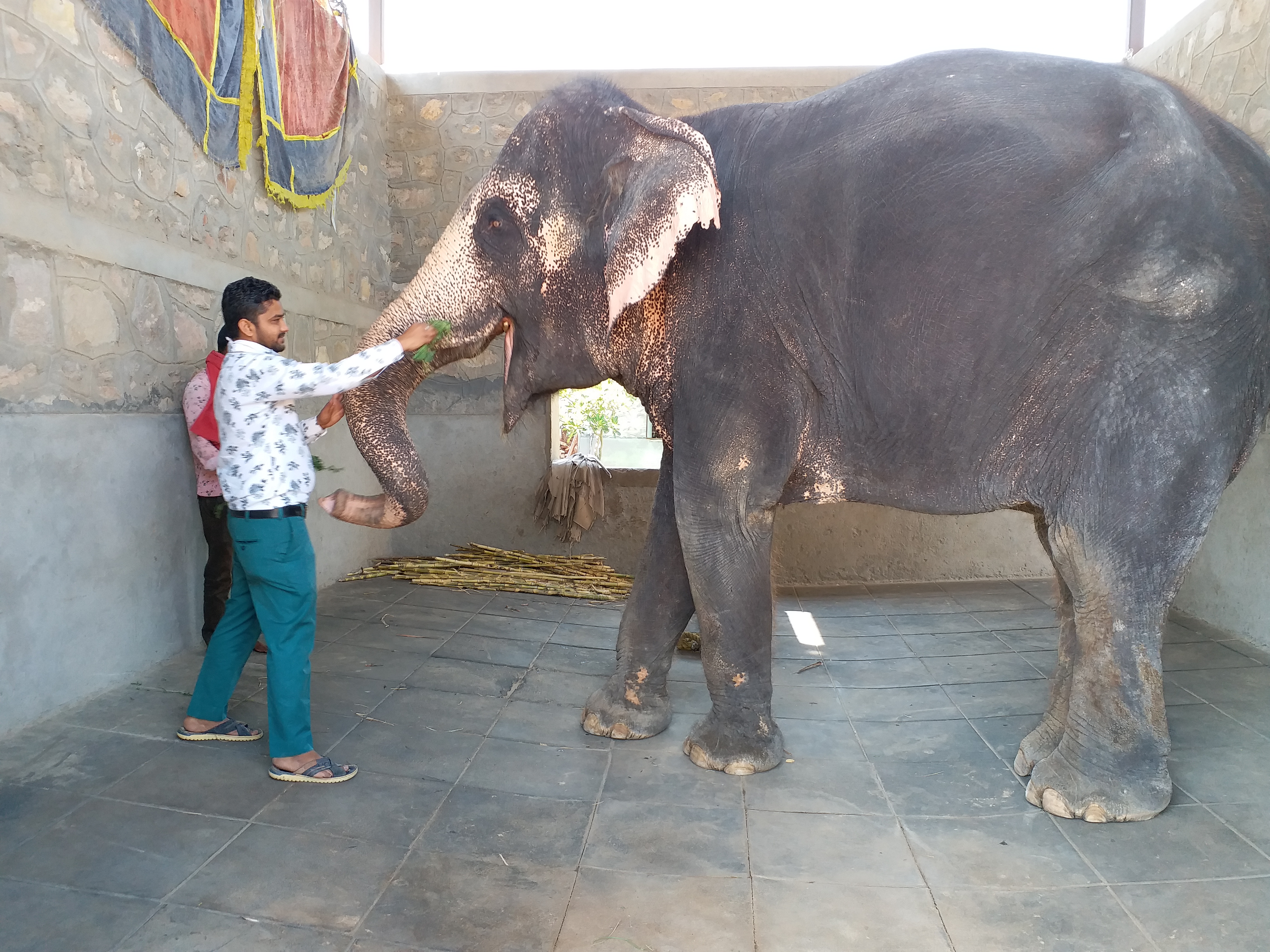 business of elephant tourism, Elephant ride in jaipur