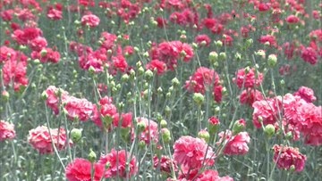 Himachal PradesH Floriculture business  severely affected