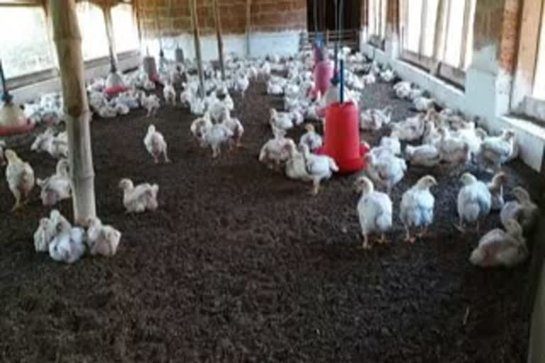 Bird flu outbreak in several states, confirmation of H5N8