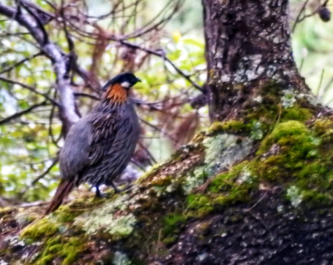 Koklass Pheasant bird found in Arunachal