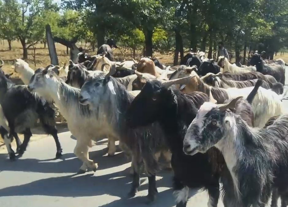 ممبئی: عید الاضحی پر بکروں کی آن لائن فروخت