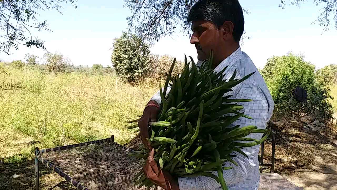 સરગવાની ખેતી