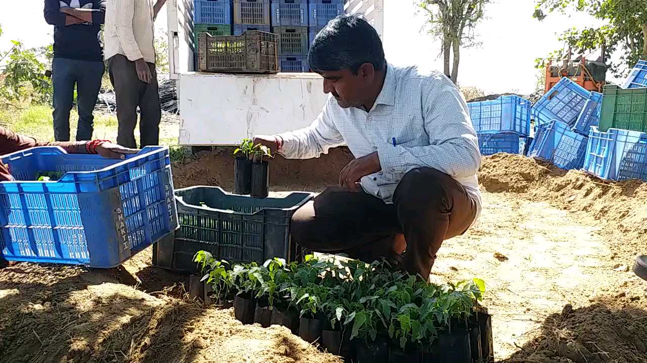 સરગવાની ખેતી