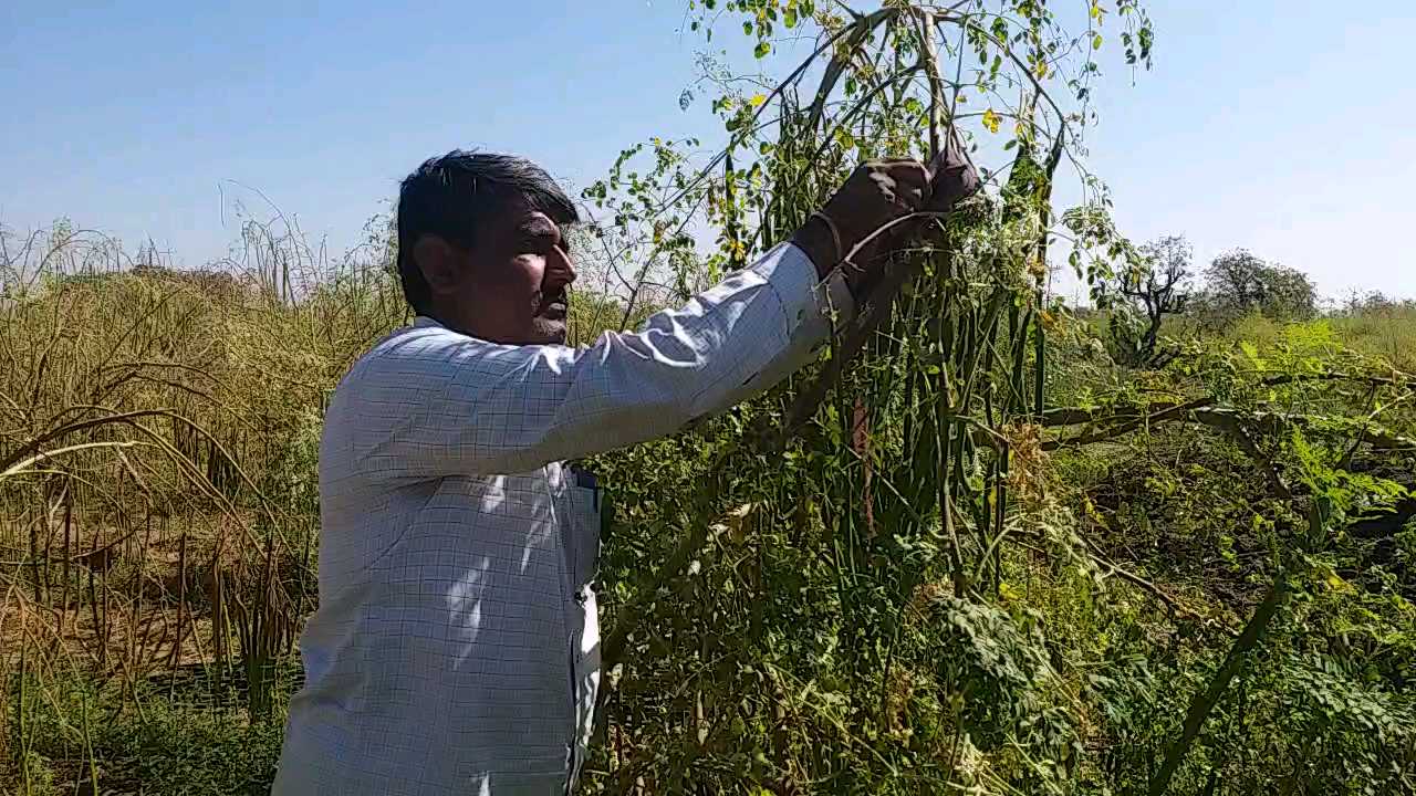 સરગવાની ખેતી