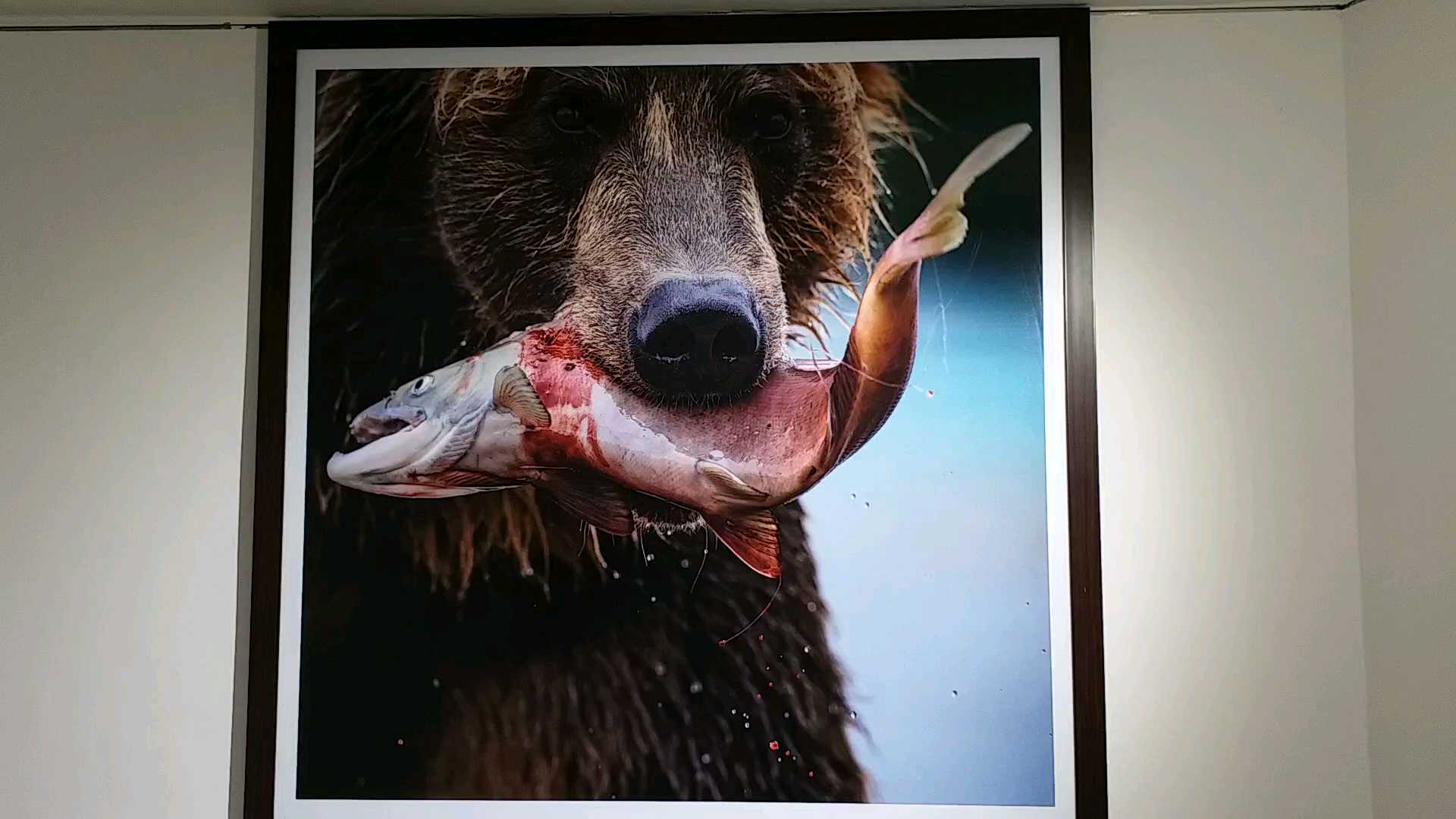 ahmadabad boy photography of bears in russia