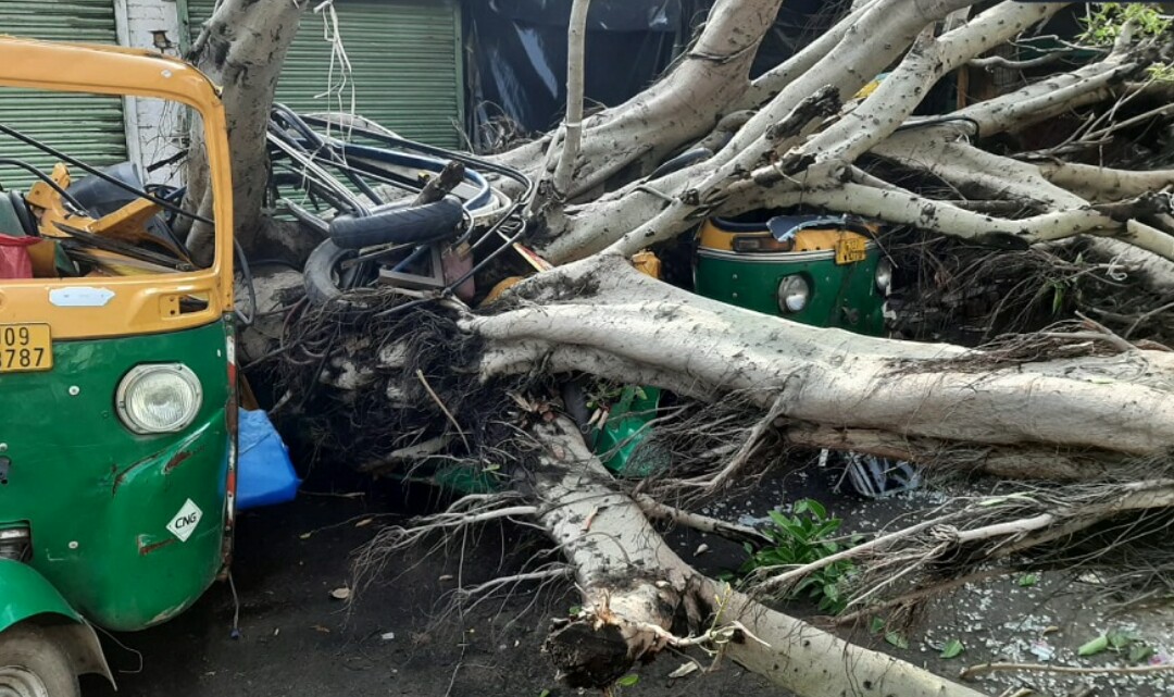 Three rickshaws were crushed under a tree