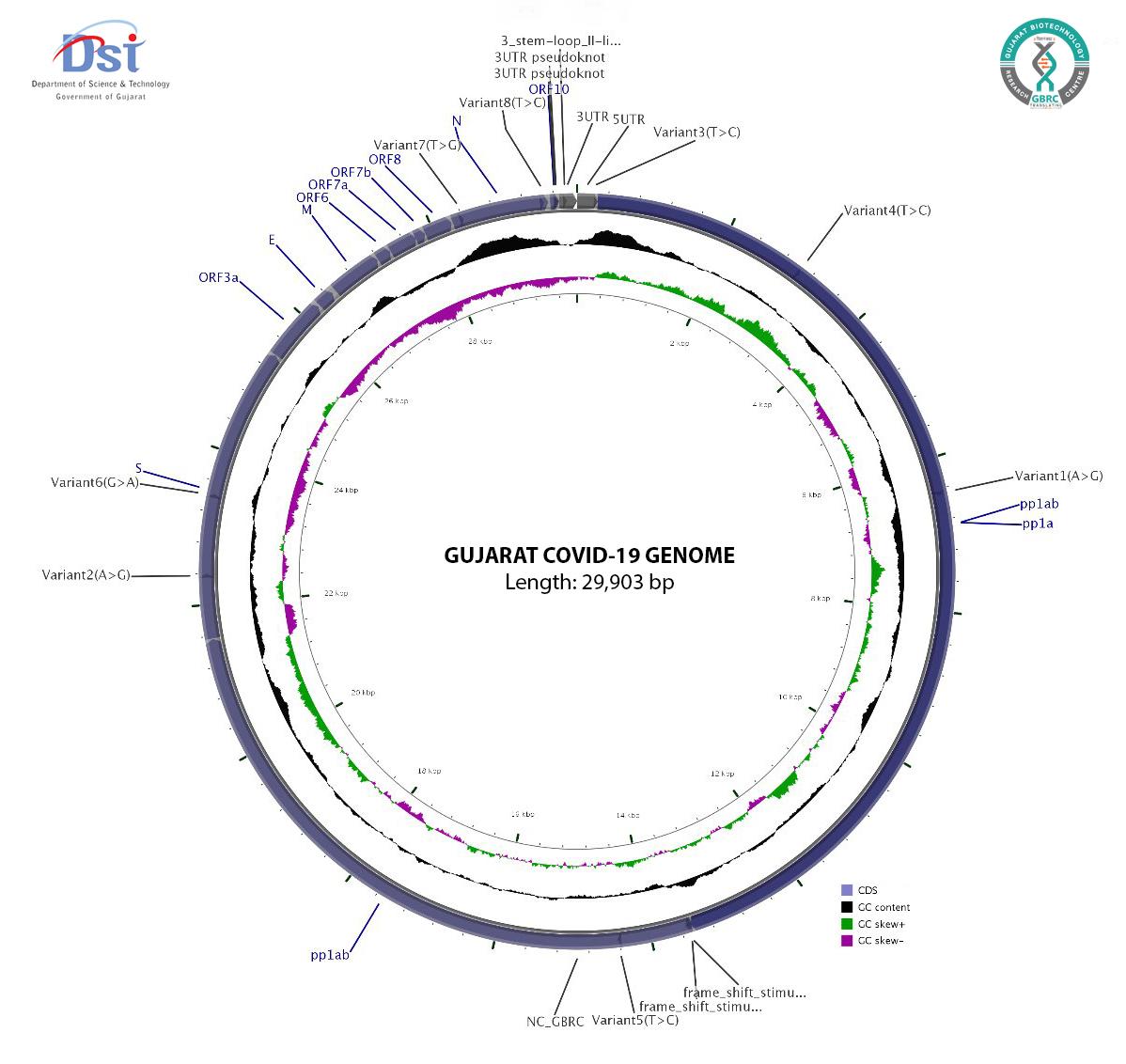 corona genome