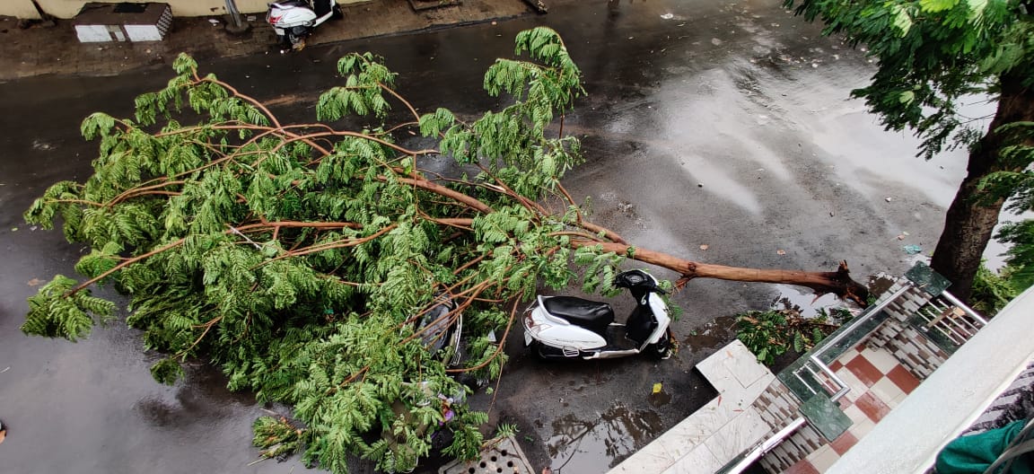 heavy Rainfall in Ahmadabad, 228 trees collapsed